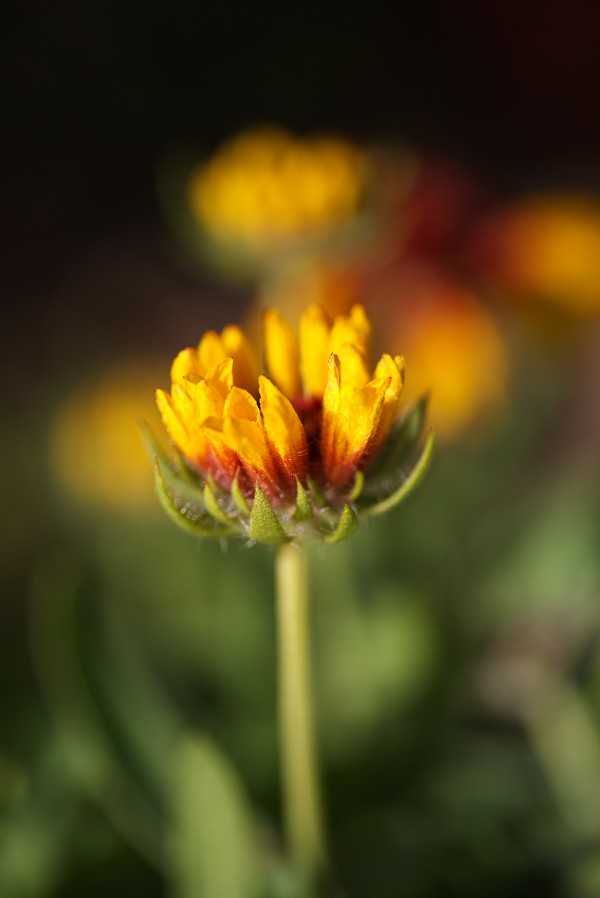 Blanket Flower Bud Blooming by Joy Watson